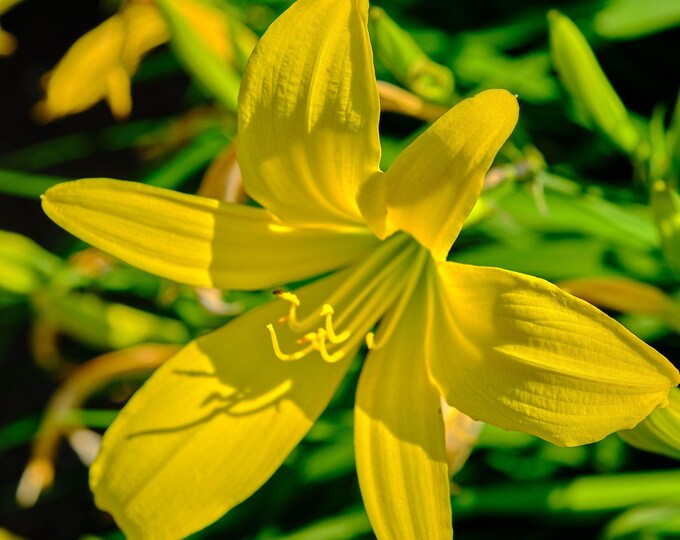 Yellow Day Lily Photo Download. Summer Garden Flower Art. High Res Fine Art Wall Print. Cottage Floral Decor. Gift for Flower Lover,