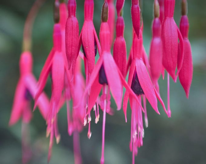 Red Fuchsia Flowers England Spring Close-Up Photo Instant Download, Garden Flower Lover Gift For Her, Flower Decor High Res Fine Art