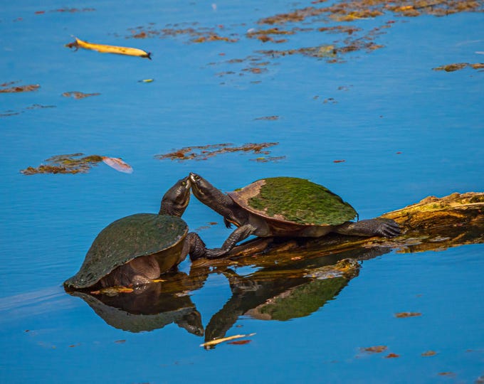 Instant download amazing photo two turtles in Australian lake, Nature Lover Gift Art Wall Decor, Kissing Turtles, Gift print for her QLd