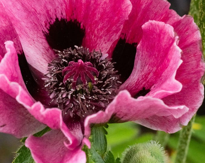 Beautiful Pink Poppy Photo Download | Stunning Flower Wall Art | High Res Floral Print | Gift for Her | Botanical Nature Decor