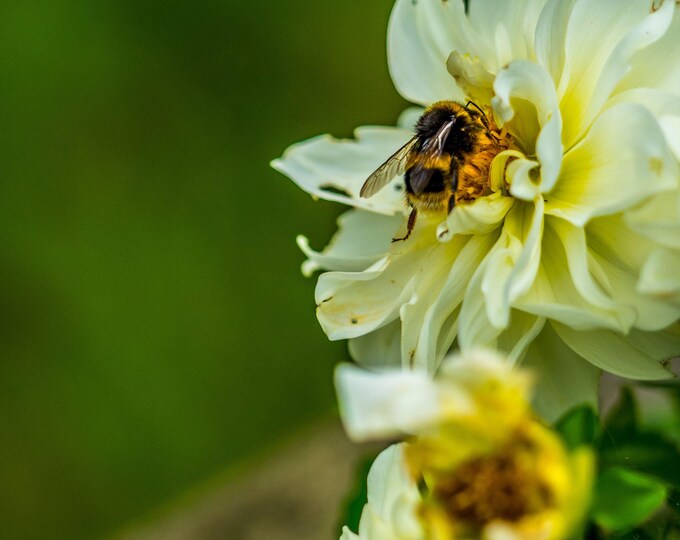 Bee on Yellow Dahlia - Summer Garden Photo | Digital Download