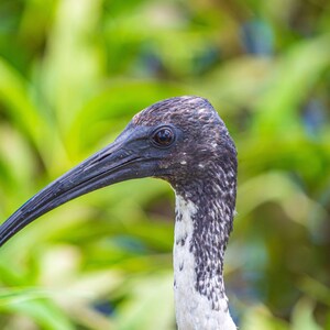 Ibis by River – Queensland, Australia Photo Download, High Res Fine Art for Bird Lovers & Coastal Home Decor