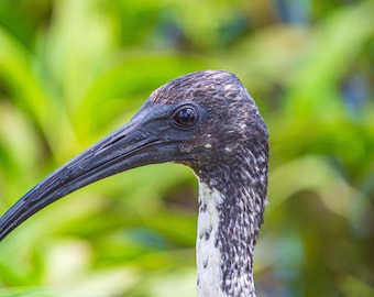 Australian Ibis Photo: High-Res Coastal Bird Art (Digital Download)