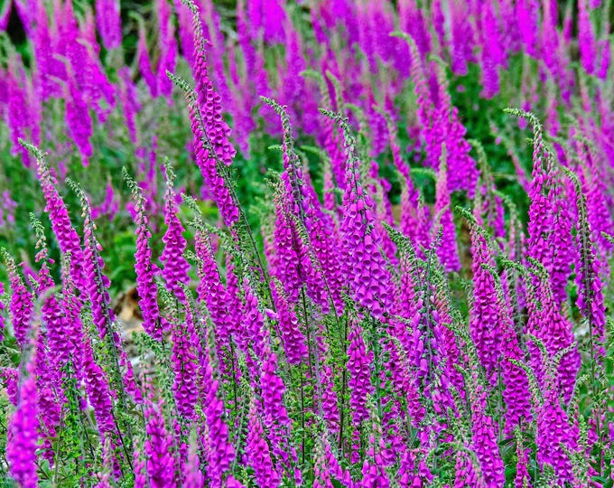 Stunning Purple Foxglove Photo – Colourful Devon Summer Bloom Wall Art Print for Her | Boho Nature Gift