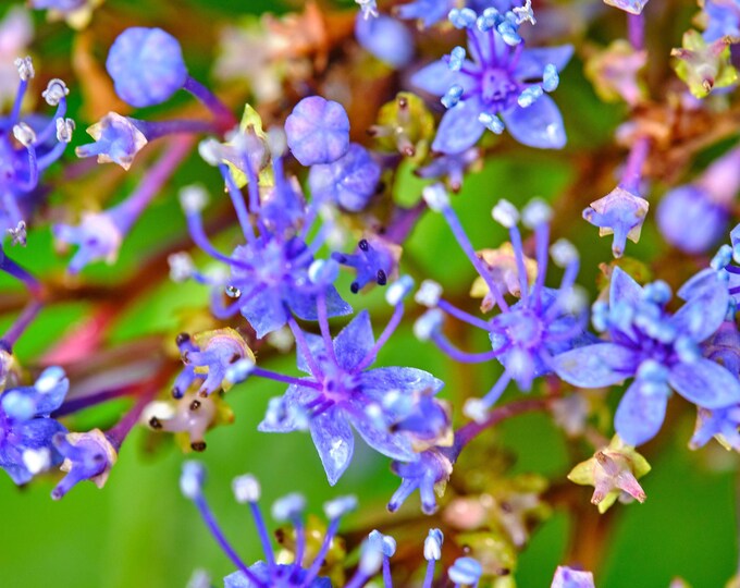 Blue Hydrangea Close-Up Photo Download – Floral Wall Art Printable