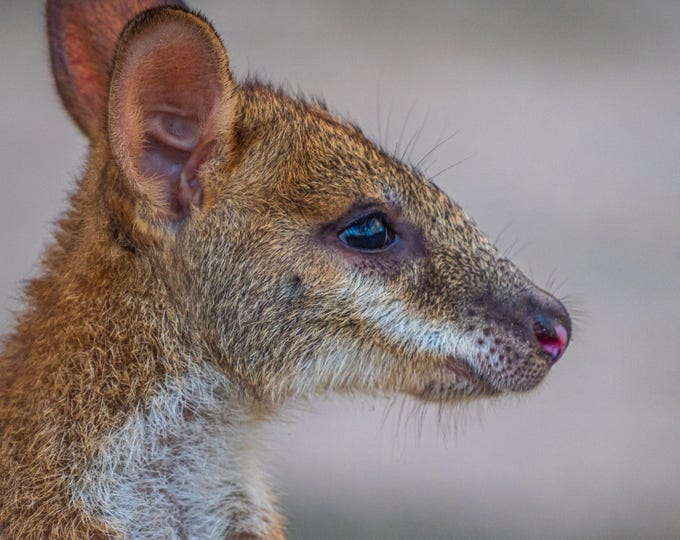 Wallaby on Beach Close-Up  Queensland Australia, Wildlife Photo Download
