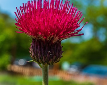 Red Thistle Flower Photo: UK Summer Wildflower Print (Instant Download)