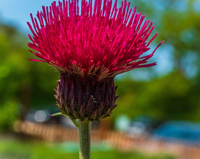 Beautiful Deep Red Thistle | UK Summer Flower Photo | Flower Lover Wall Art | Printable Floral Decor | Instant Download, Cottagecore Art