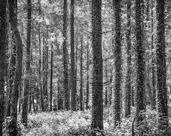 Devon Woodland Black and White Print