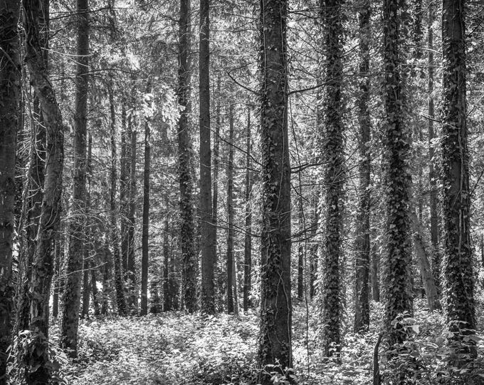 Devon Woodland Black and White Print