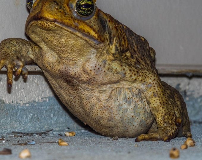 Close-Up Cane Toad Photo, Mackay Australia Wildlife Photography Download
