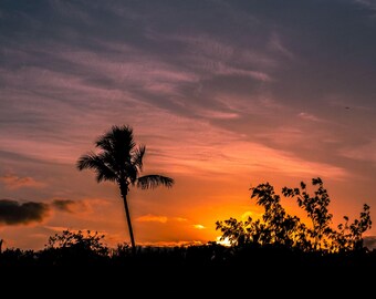 Airlie Beach Sunset Photo: Tropical Palm Tree Silhouette (Digital Download)
