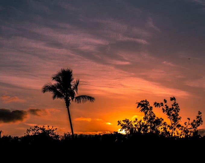 Instant Download Photo Australian Sunset Decor, Silhouetted Palm Trees Airlie Beach, Queensland Tropical Scene Decor travel Lover Gift,