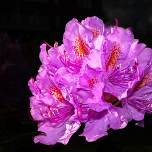 Rhododendron Flower Photo Print: Botanical Garden Wall Art (Digital Download A2/16x24 in or Larger)