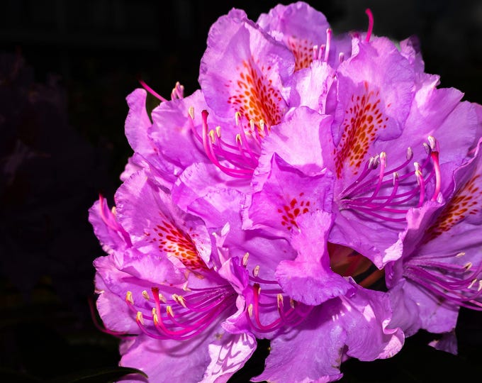 Dramatic Rhododendron Photo Download | Stunning Floral Wall Art | High Res Botanical Print | Garden Flower Decor | Gift for Her