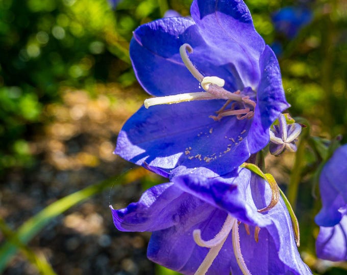 Bluebell Flower Photo – Woodland Spring Wall Art | Instant Download, Fine Art Floral Print, Nature Decor, Gift for Her or Gardener