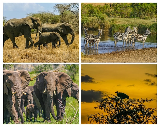 African Wildlife Photo Bundle - Tanzania Serengeti Animals: Lions, Elephants, Zebras, Countryside Scenery - Animal lover Gift wall Decor