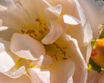 White Rose Floral Print: Romantic Botanical Wall Art (Instant Download)