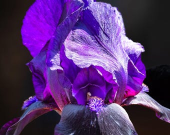 Dwarf Iris Macro Photo: Purple Floral Botanical Art (Digital Download)