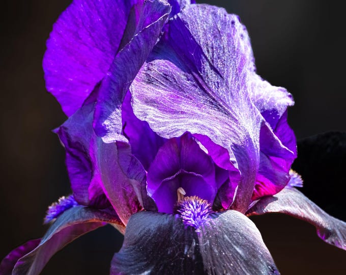 Dwarf Iris Close-Up Photo Download | Botanical Macro Wall Art | Purple Flower Digital Print | Nature Photography | Instant Floral Gift