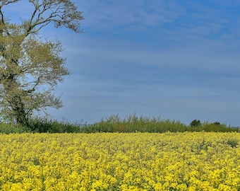 Instant download Yellow Rapeseed Field Charming Photo, Beautiful Country Landscape View Perfect Gift