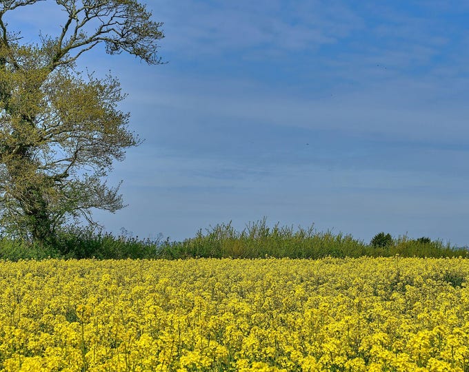 Instant download Yellow Rapeseed Field Charming Photo, Beautiful Country Landscape View Perfect Gift
