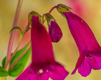 Delicate Pink Bell Flower Photo | Digital Download