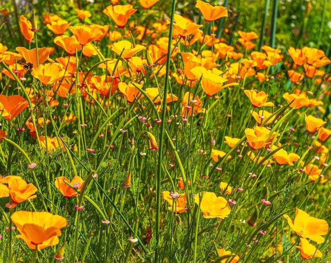 Field of Orange Poppies Photo Download, English Summer Wall Art, Nature Gift, Flower Lover Gift For Her
