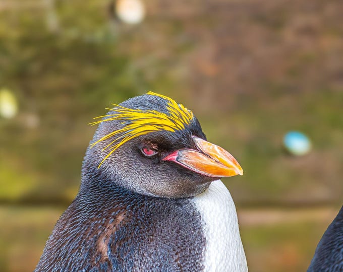 Macaroni Penguin Photo Digital Download, Animal lover Unique Gift for Mom, personalised gift fine art high res pic Bird decor wall art