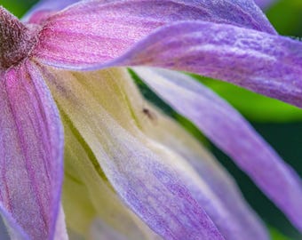 Mauve Clematis Floral Print: Close-Up Botanical Wall Art (Instant Download)