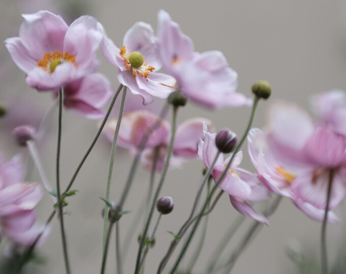 Photo of Pink Anemones instant download for her, flower garden lover gift, nature wall decor boho cottage core, spring garden