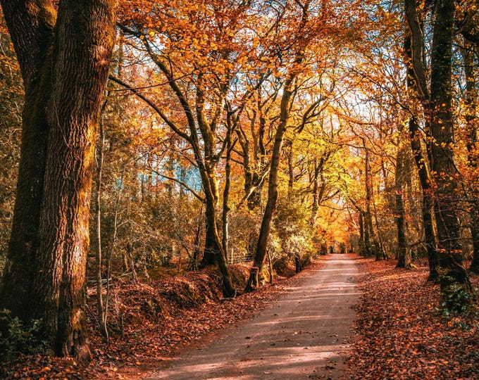 Stunning Autumn Scene Photo - Colourful Woods & Road - Fall Landscape Print