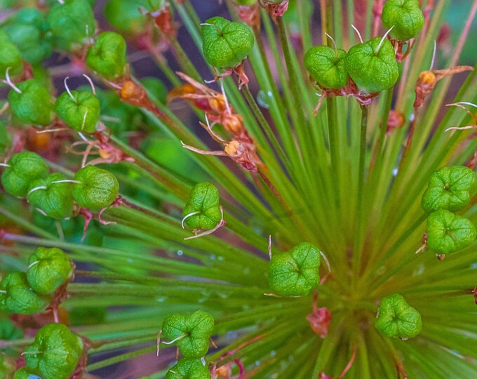 Autumn Black Garlic Greenery Macro Photo Download, High Res Fine Art, Nature Lover Wall Art Gift