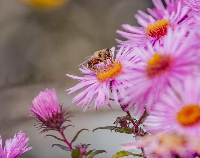 Photo Download of Striking Pink Daisy with Bee, Charming Rare Floral Beauty, Ideal Perfect Gift Print for Loved Ones, Gift Print of Love
