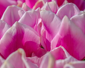 Mauve Tulips Photo - Instant Download Floral Wall Art, Botanical Print