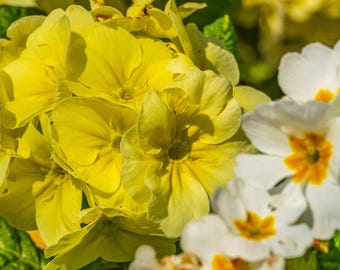 Vibrant Yellow Primrose & White Primulas Photo Download – Fine Art Wall Art, Garden  Flower Lover Gift, Boho Decor for Her