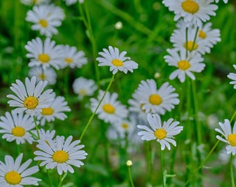 Wildflower Field Daisies Photo: Rustic Nature Print (Digital Download)