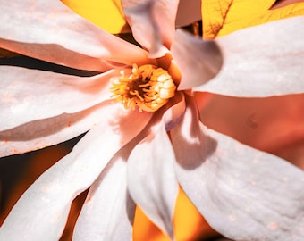 Star Magnolia Floral Photography Print: Botanical Wall Art (Instant Download)