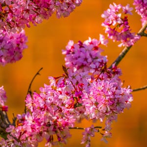 Pink Apple Blossom - Blue Sky Spring Photo | Instant Digital Download&quot;