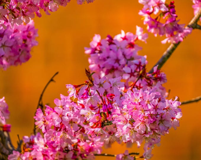 Pink Apple Blossom - Blue Sky Spring Photo | Instant Digital Download"