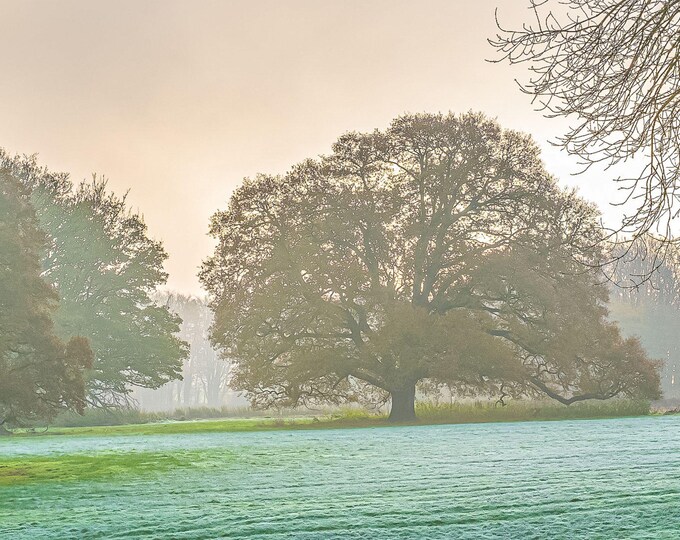 British winter landscape Frosty Morning Mist, Oak Tree in Devon Field Photo Download, winter wall art decor fine art photo High res