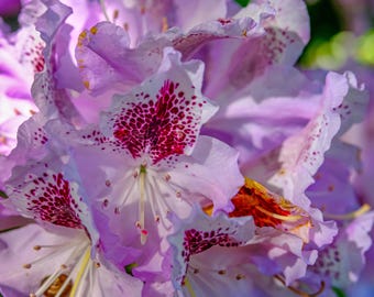 Rhododendron Macro Photo: Purple Crimson Floral Art Print (Digital Download