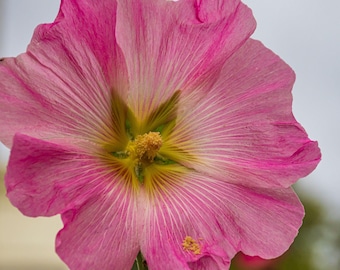 Pink Hollyhock Flower Print: UK Nature Photography (Instant Download)