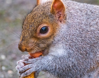 Grey Squirrel Photo Download – Eating a Peanut in Devon Park, England – Wildlife Photography