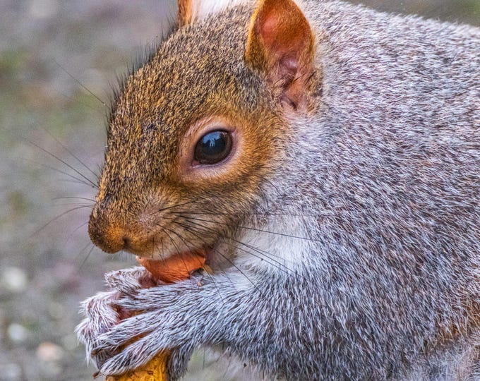 Grey Squirrel Photo Download – Eating a Peanut in Devon Park, England – Wildlife Photography