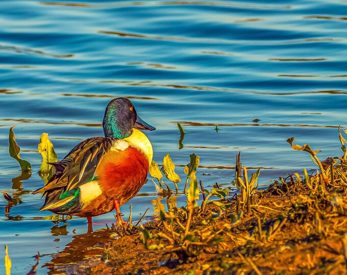 Mallard Duck on River Exe in Mellow Evening Sunlight | Photo Download