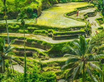 Thai Paddy Fields Photo: Lush Green Landscape Wall Art (Digital Download)