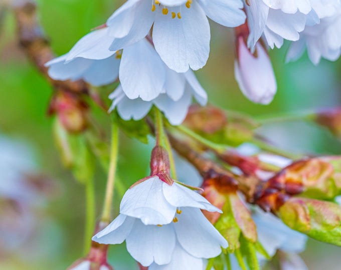 White Spring Blossom Photo Download