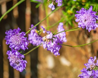 Pink Scabiosa Flower Photo: Fine Art Floral Print (Digital Download