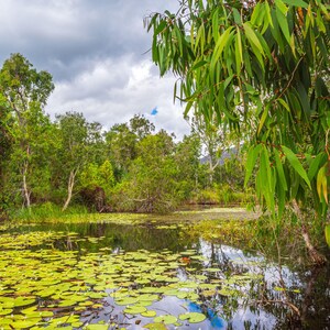Australian Lily Pond Photo: Lush Nature Wall Art (Digital Download)